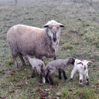 ovelhas Pariu Trigemeos