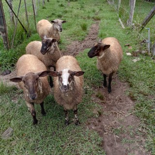 ovelhas pariu trigemeos